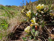 21 Polygala chamaebuxus (Poligala arbustiva)